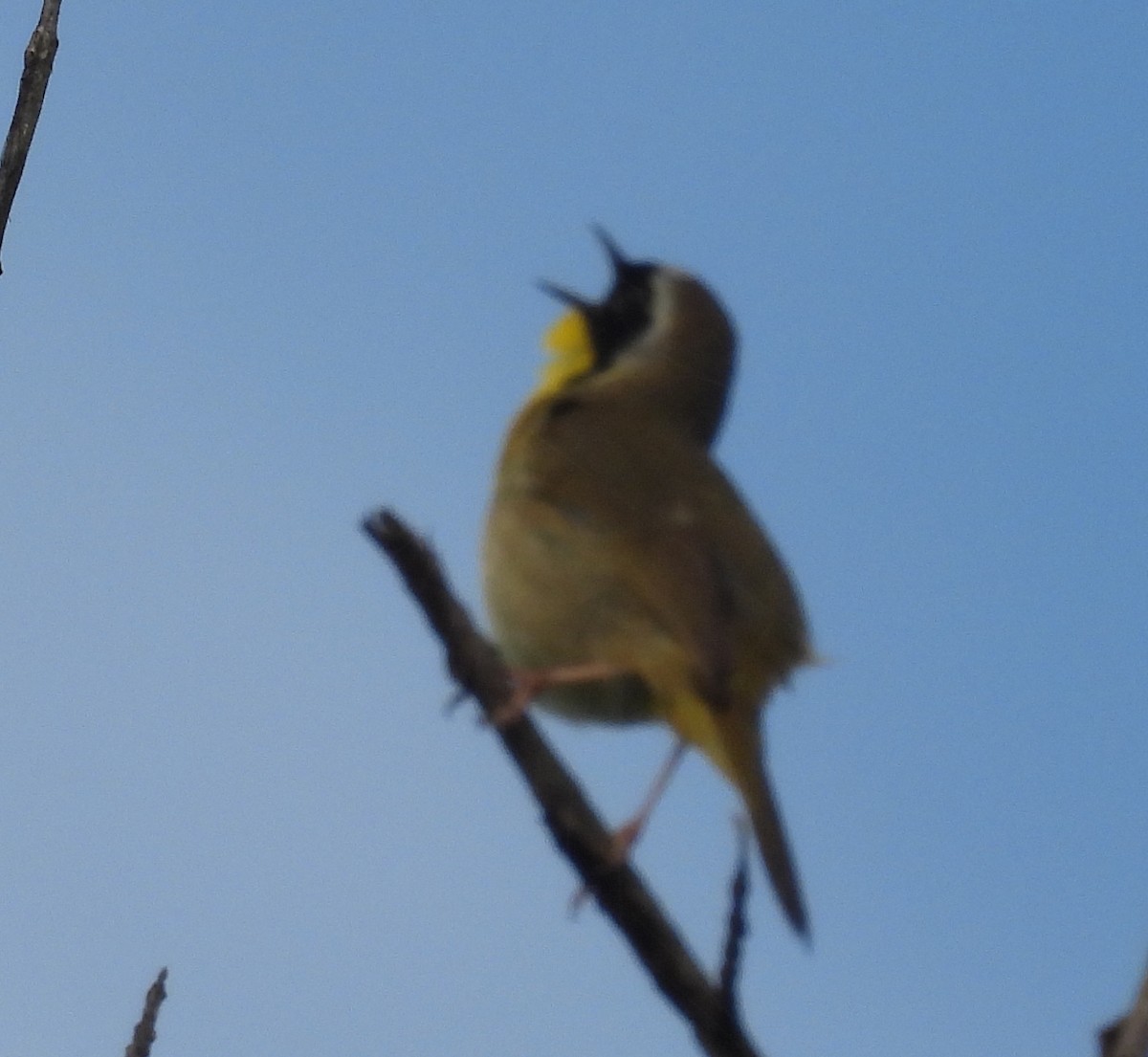 Common Yellowthroat - ML635542980