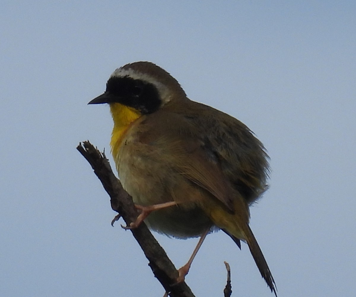 Common Yellowthroat - ML635542981
