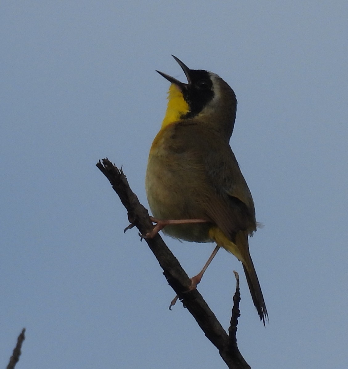 Common Yellowthroat - ML635542983