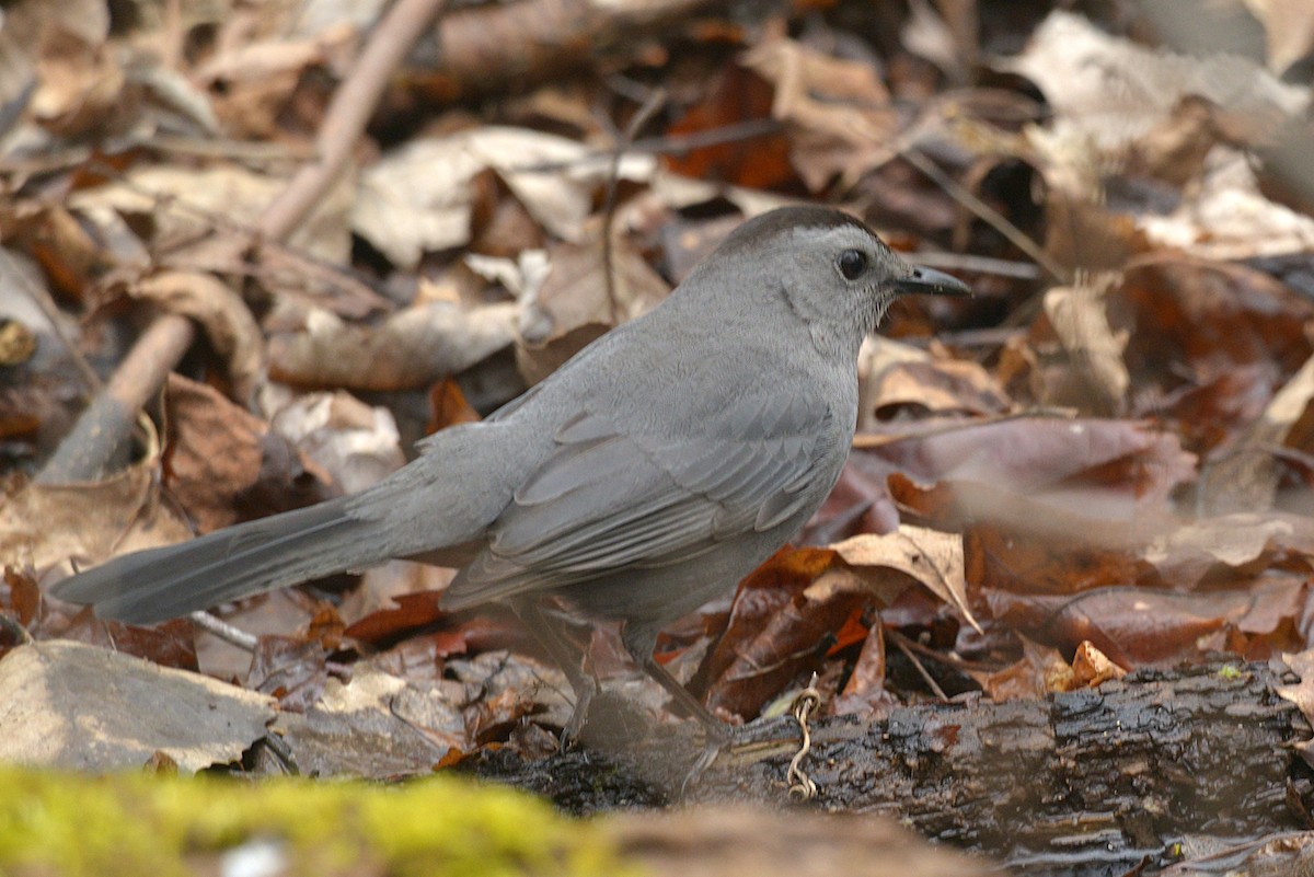 Gray Catbird - ML635543032