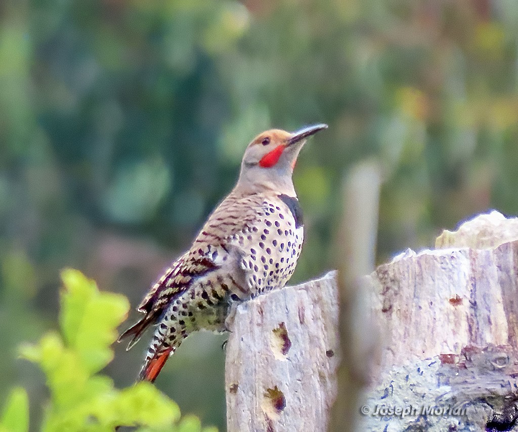 Northern Flicker (Red-shafted) - ML635543057