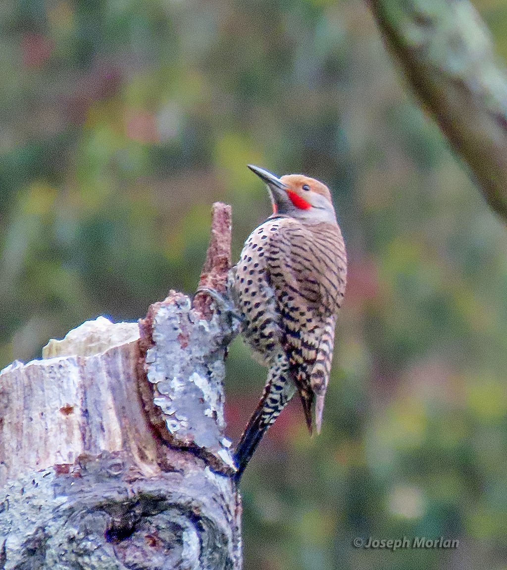 Northern Flicker (Red-shafted) - ML635543058