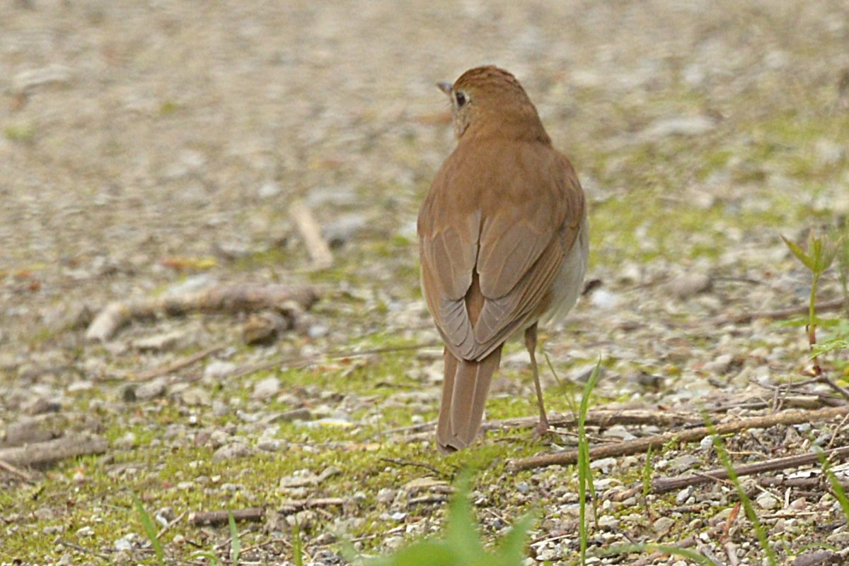 Veery - ML635543072