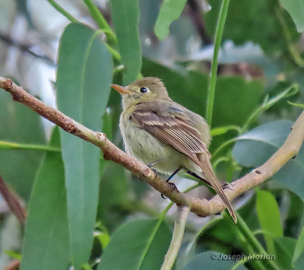 Western Flycatcher (Pacific-slope) - ML635543095