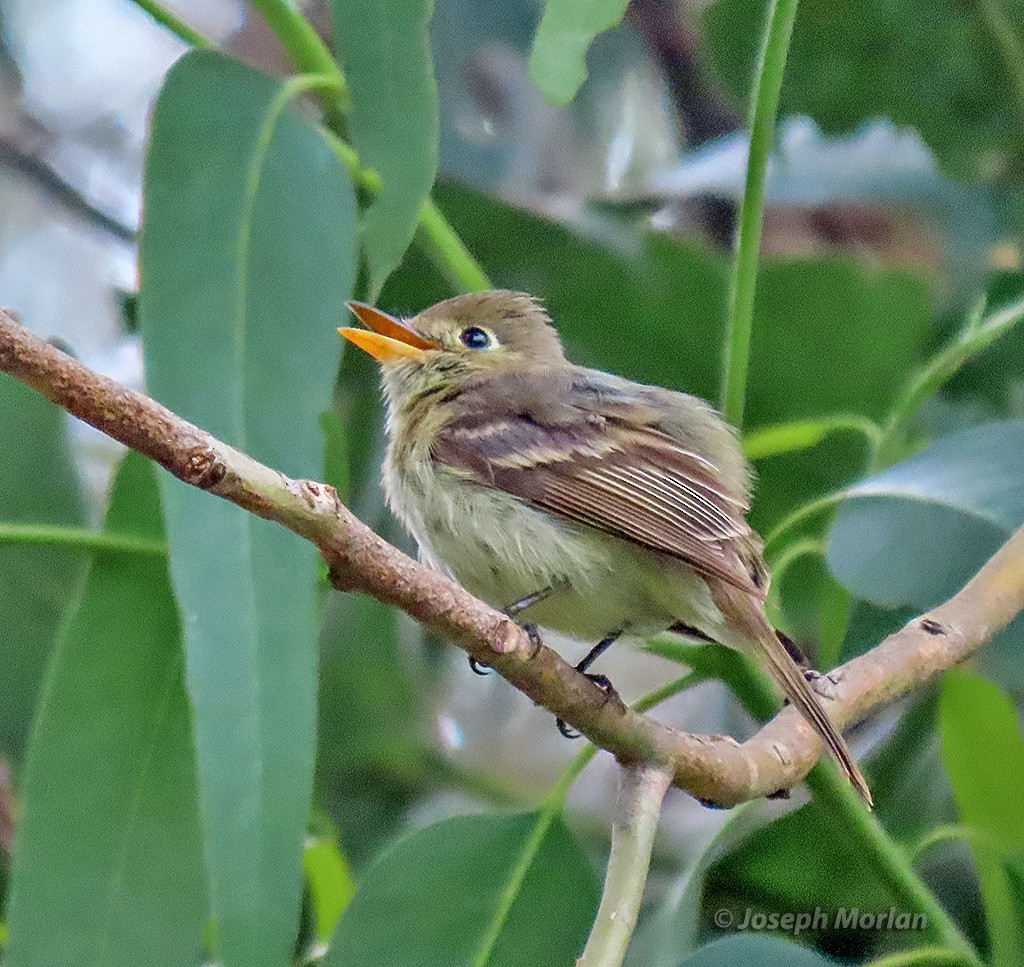 Western Flycatcher (Pacific-slope) - ML635543096