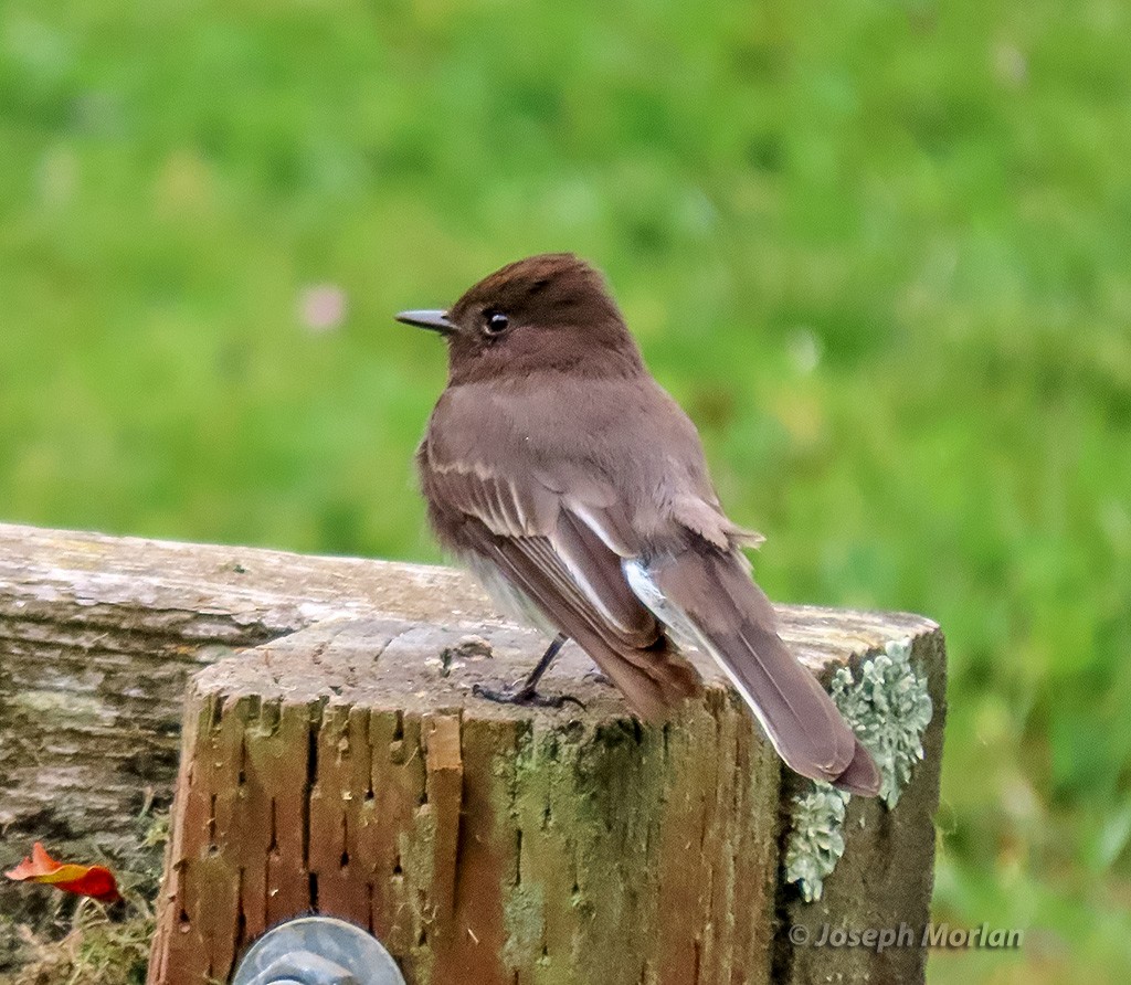 Black Phoebe - ML635543117