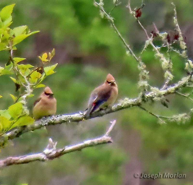 Cedar Waxwing - ML635543134