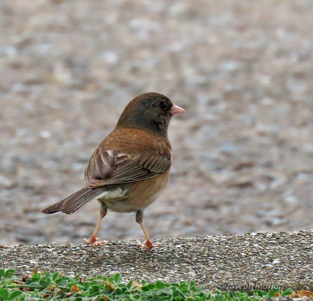 Dark-eyed Junco (Oregon) - ML635543168