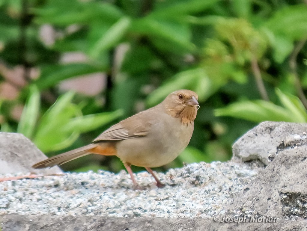 California Towhee - ML635543176