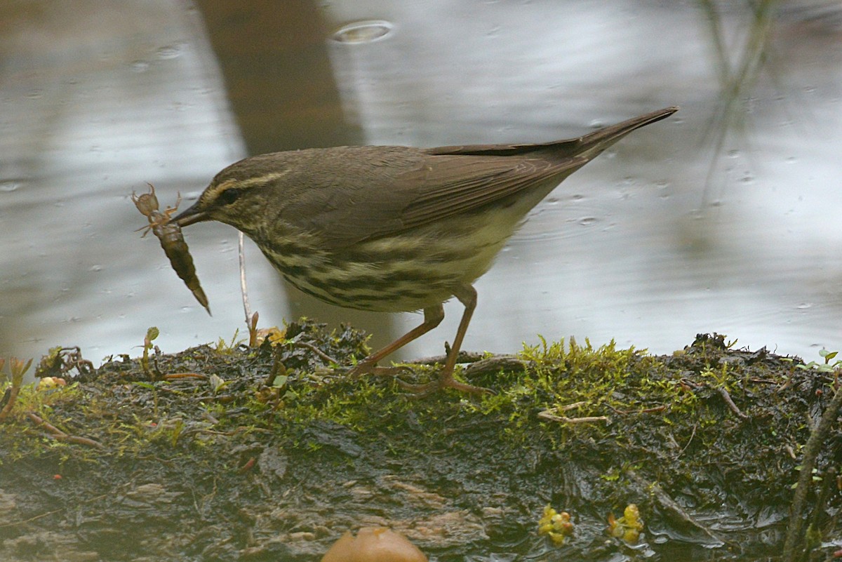 Northern Waterthrush - ML635543178