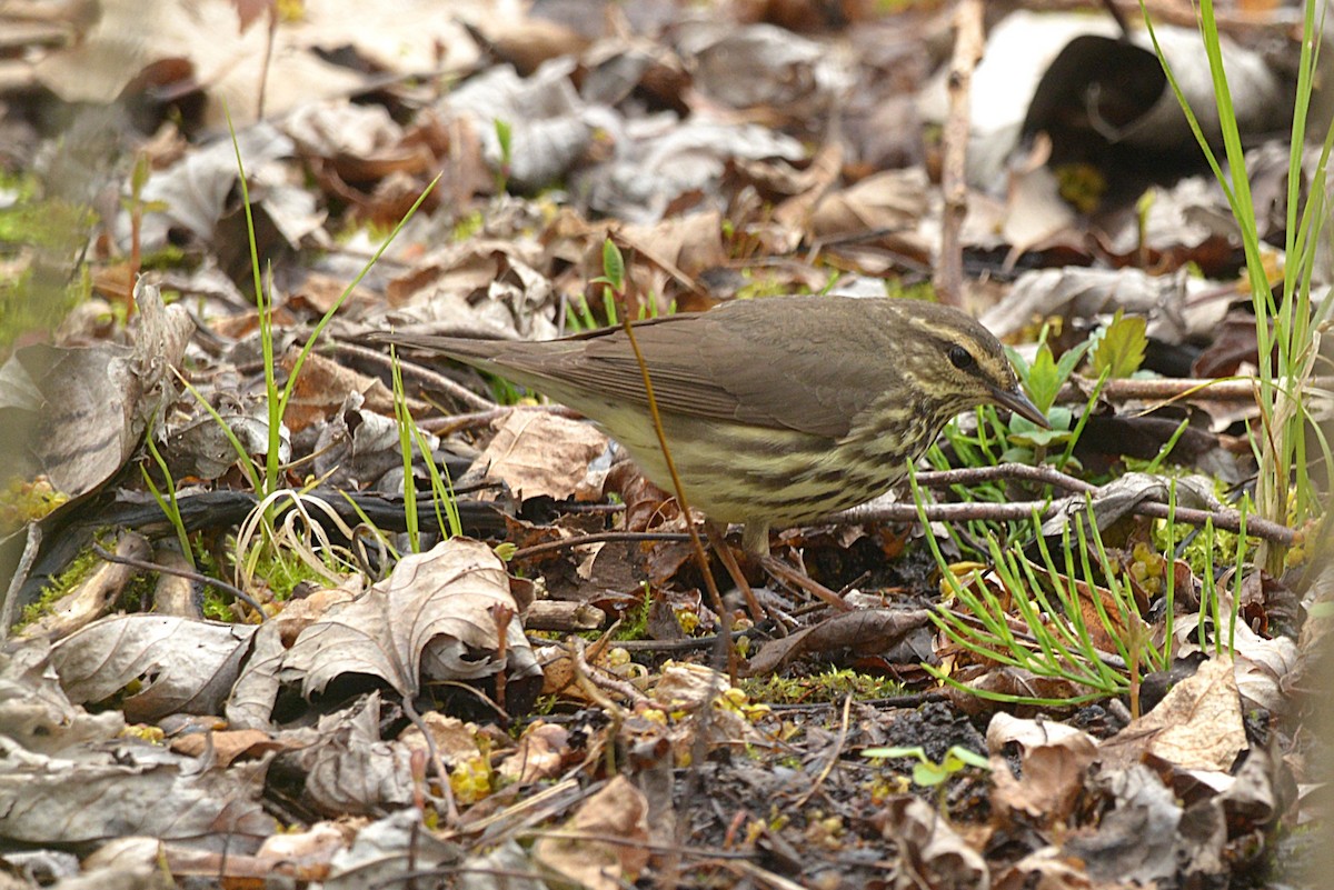 Northern Waterthrush - ML635543179