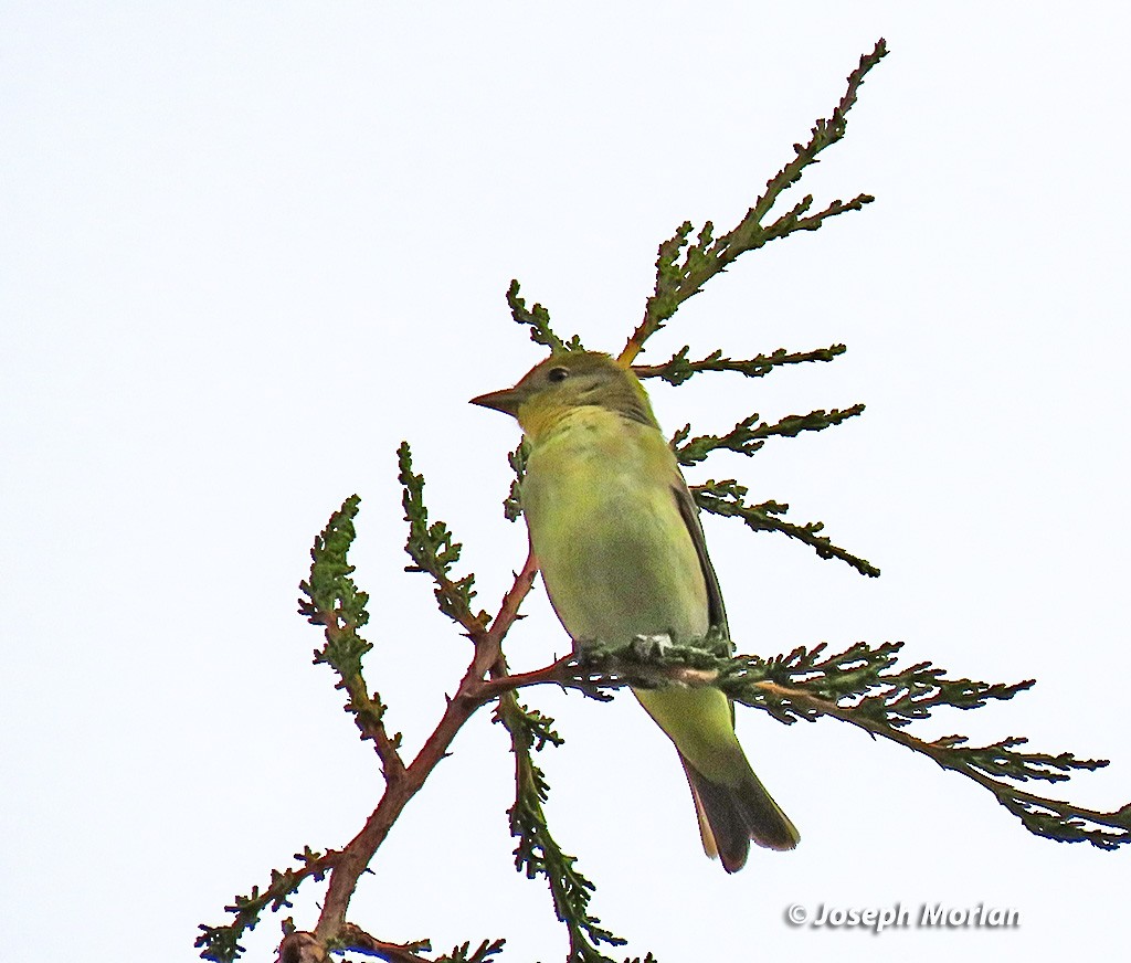 Western Tanager - ML635543193