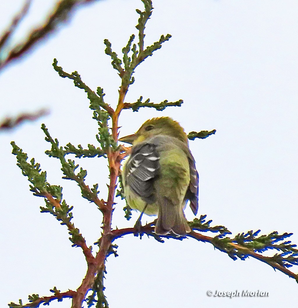 Western Tanager - ML635543194