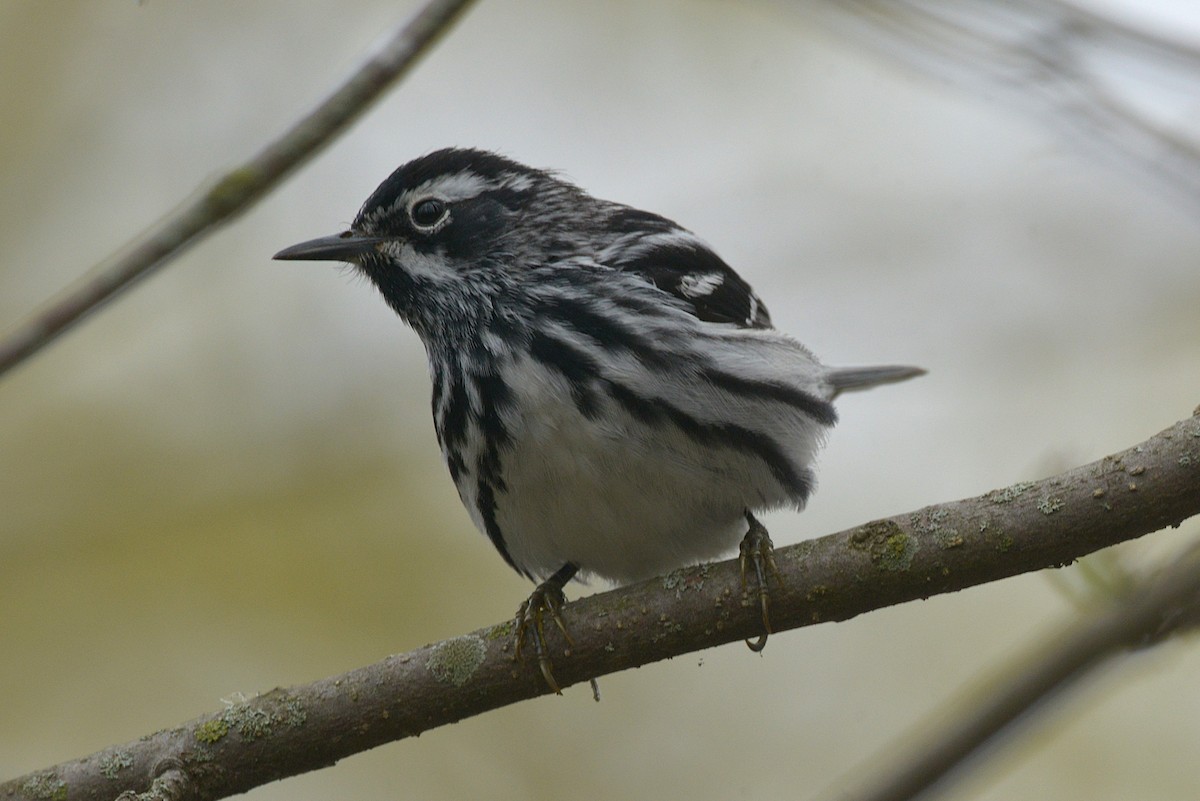 Black-and-white Warbler - ML635543200