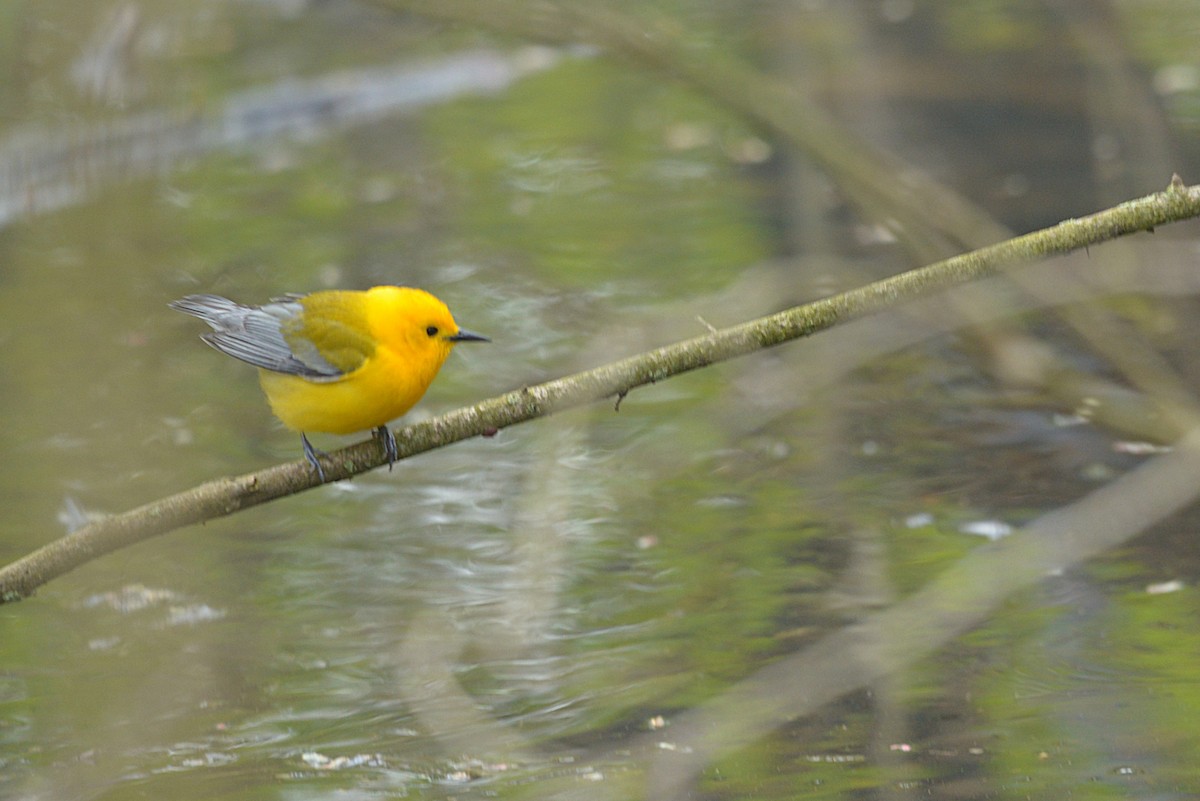 Prothonotary Warbler - ML635543219
