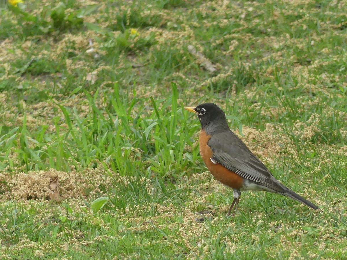 American Robin - ML635543273