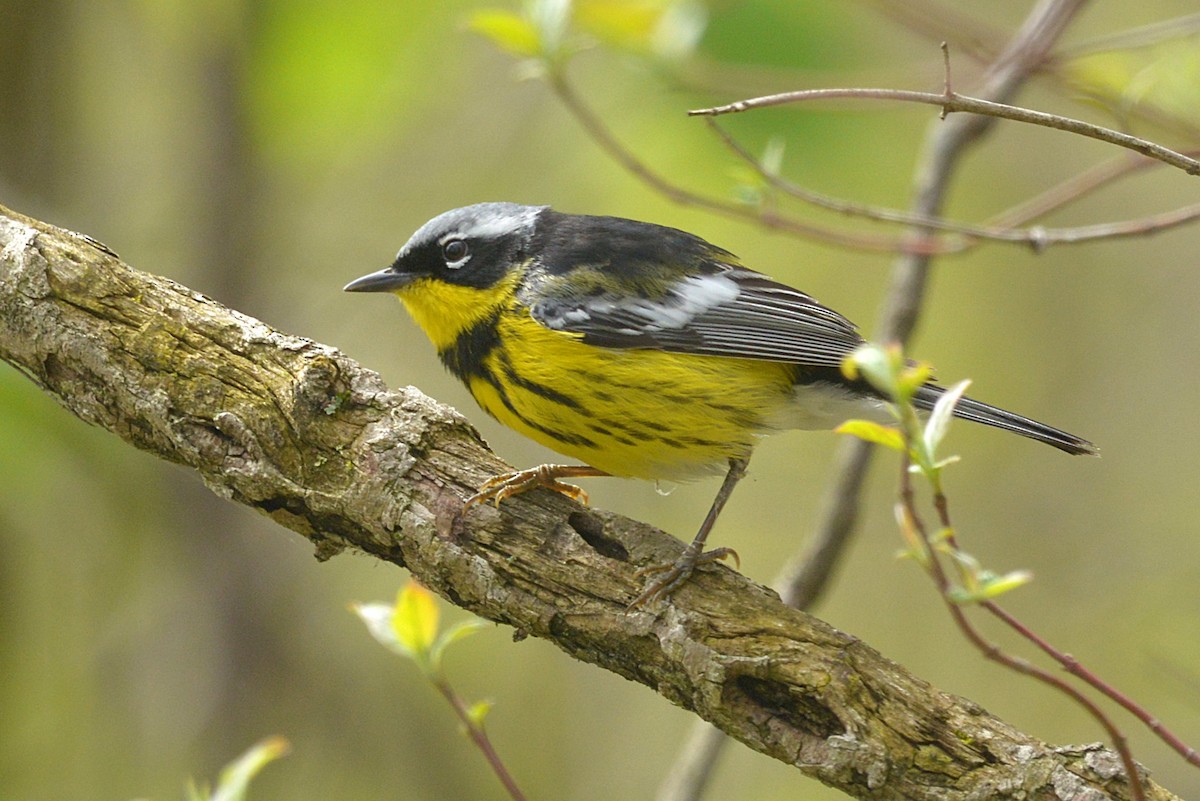 Magnolia Warbler - ML635543298