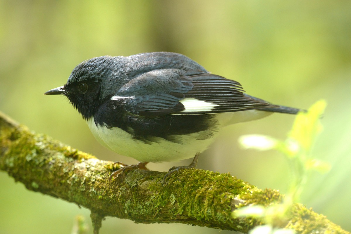 Black-throated Blue Warbler - ML635543324