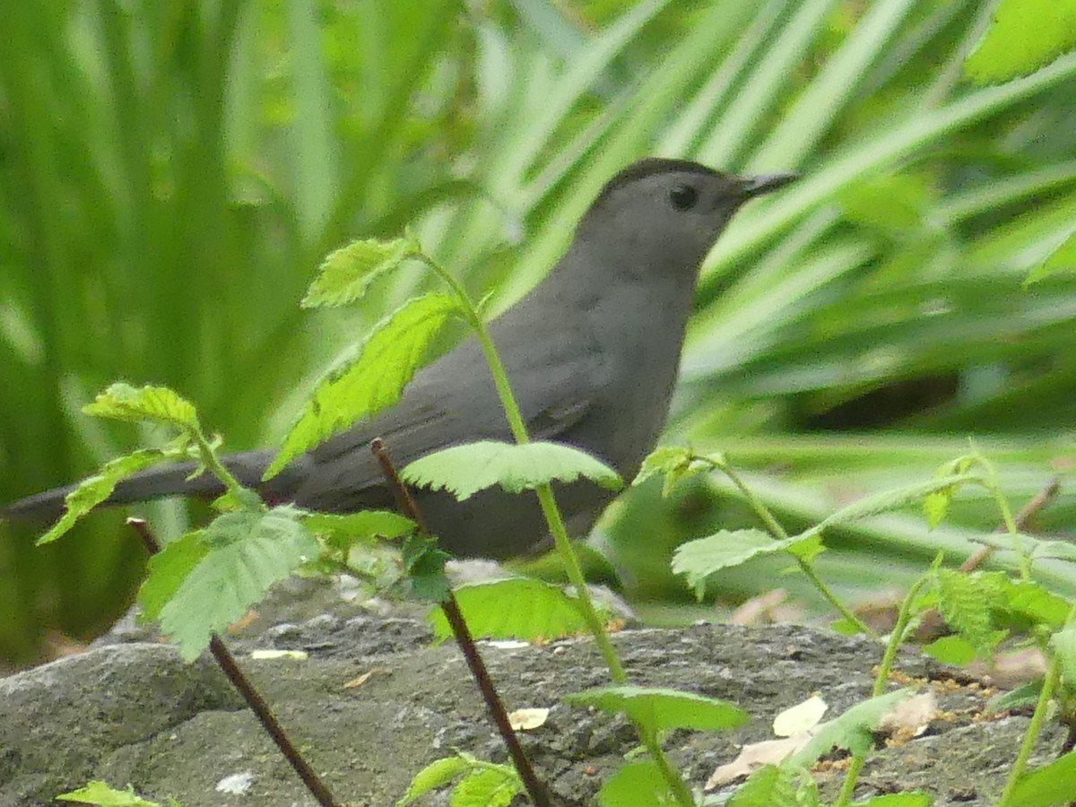 Gray Catbird - ML635543367