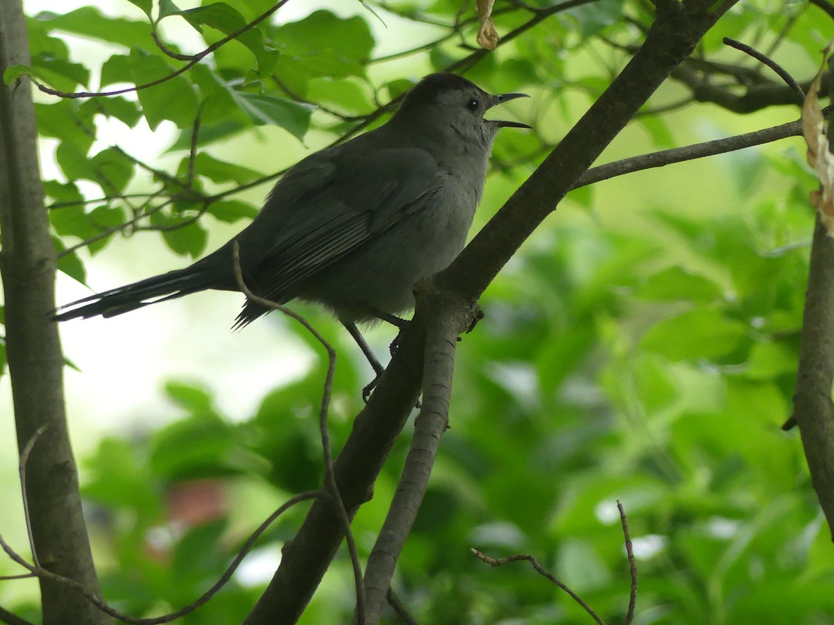 Gray Catbird - ML635543368
