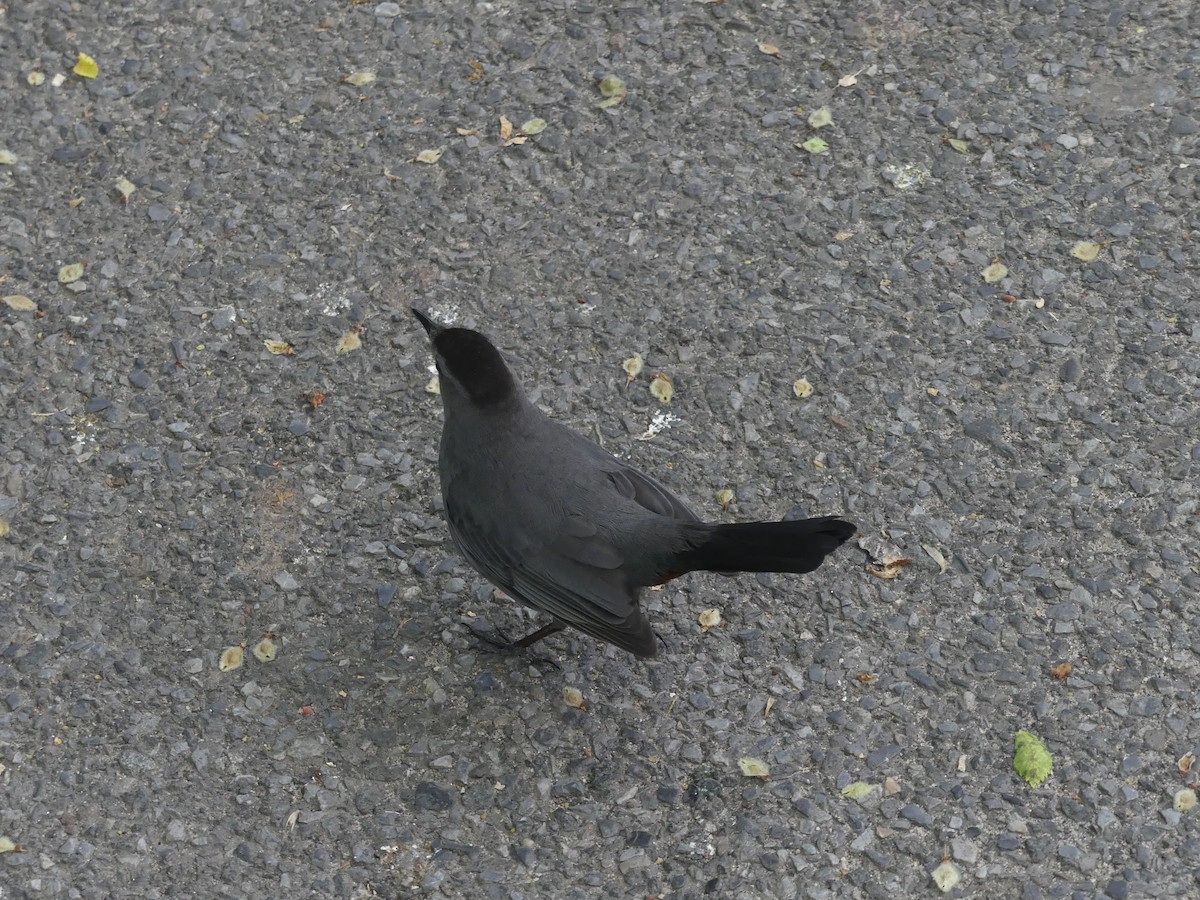 Gray Catbird - ML635543372