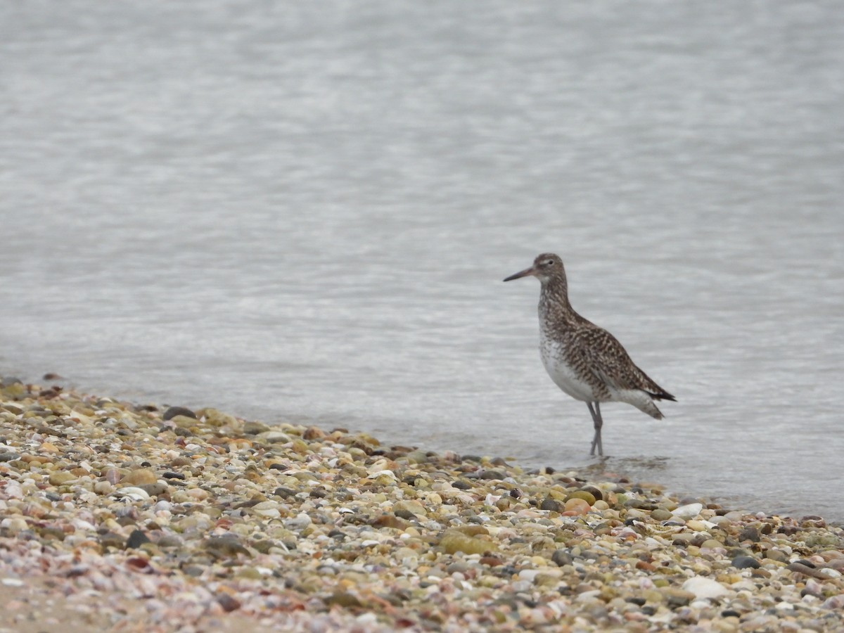 Willet - ML635543422