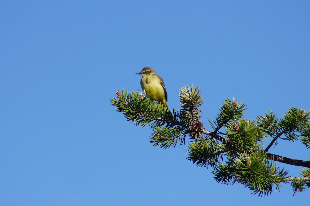 Western Yellow Wagtail - ML635543431