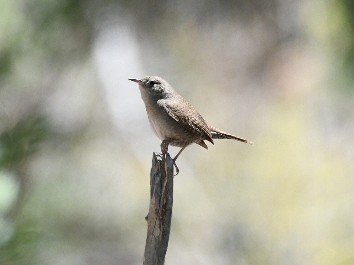 Northern House Wren - ML635543444