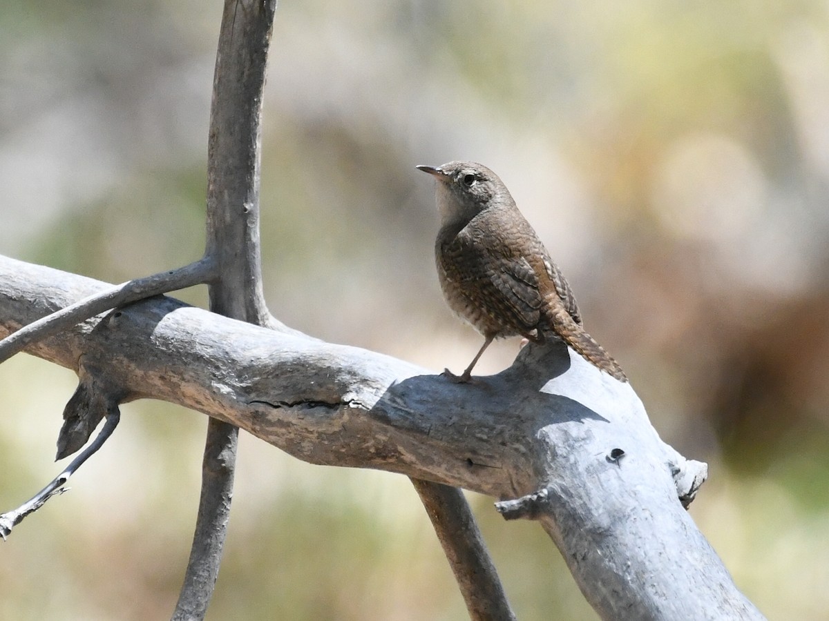 Northern House Wren - ML635543445