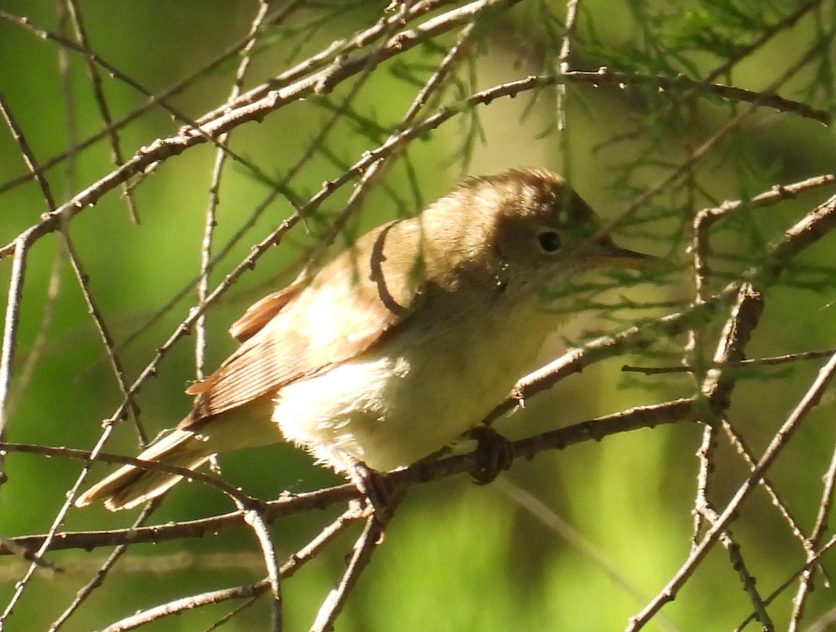 Western Olivaceous Warbler - ML635543475