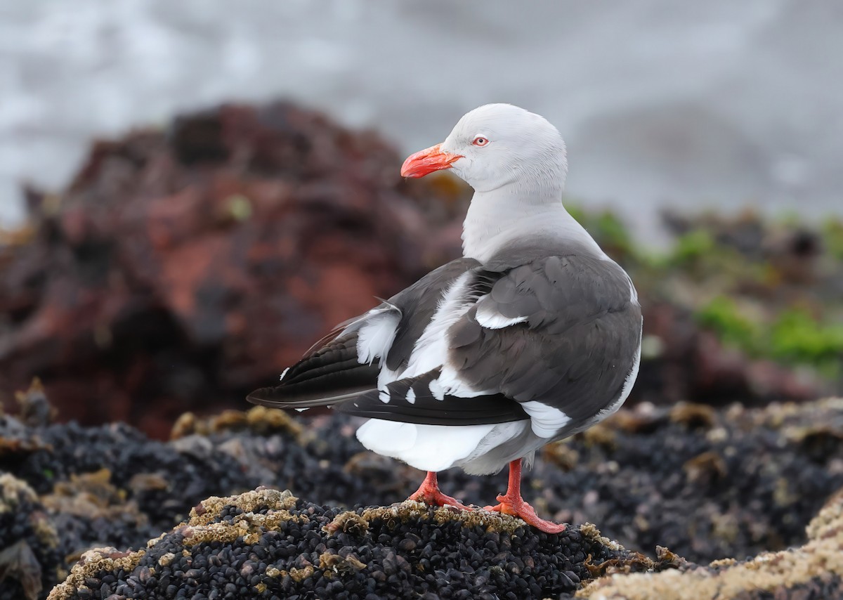 Dolphin Gull - ML635543476