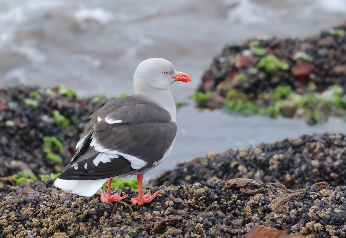 Dolphin Gull - ML635543477