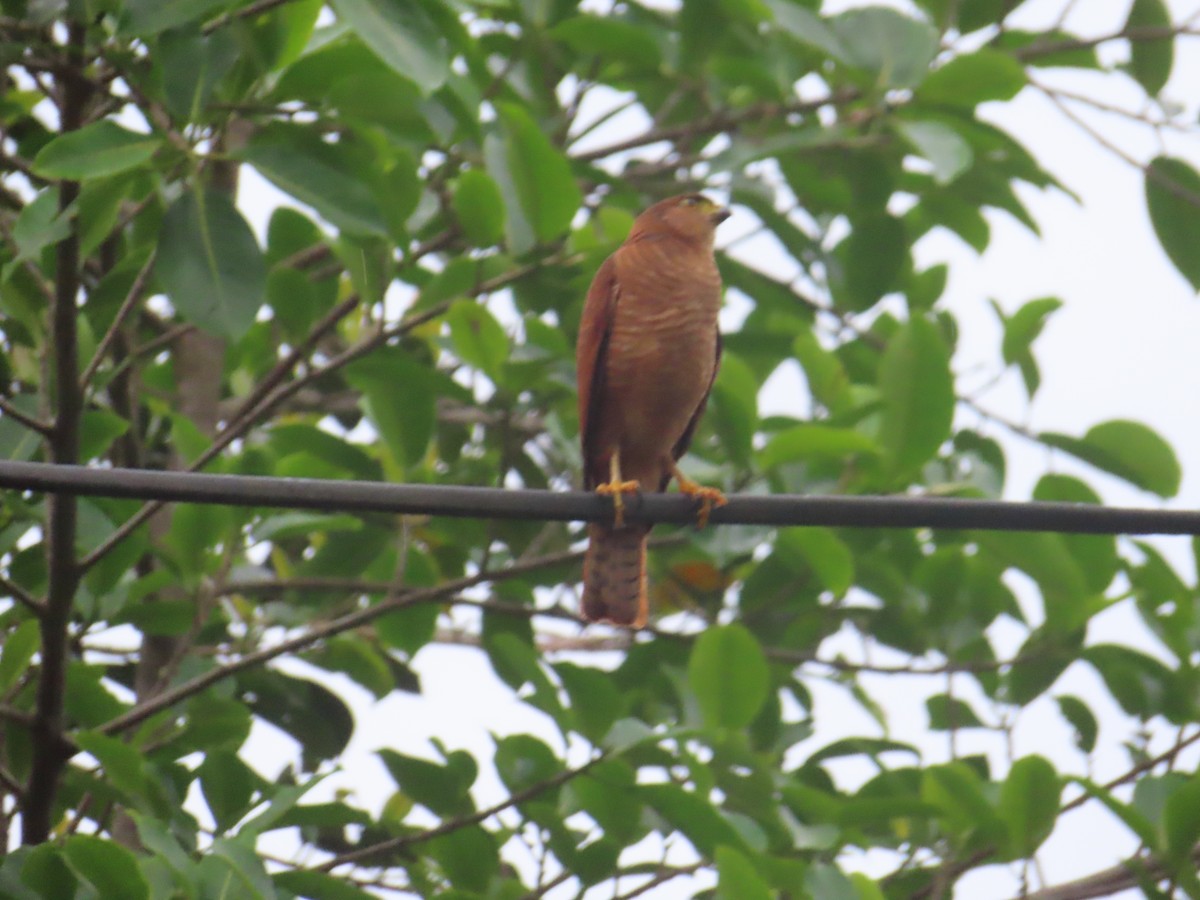 Tiny Hawk - ML635543517