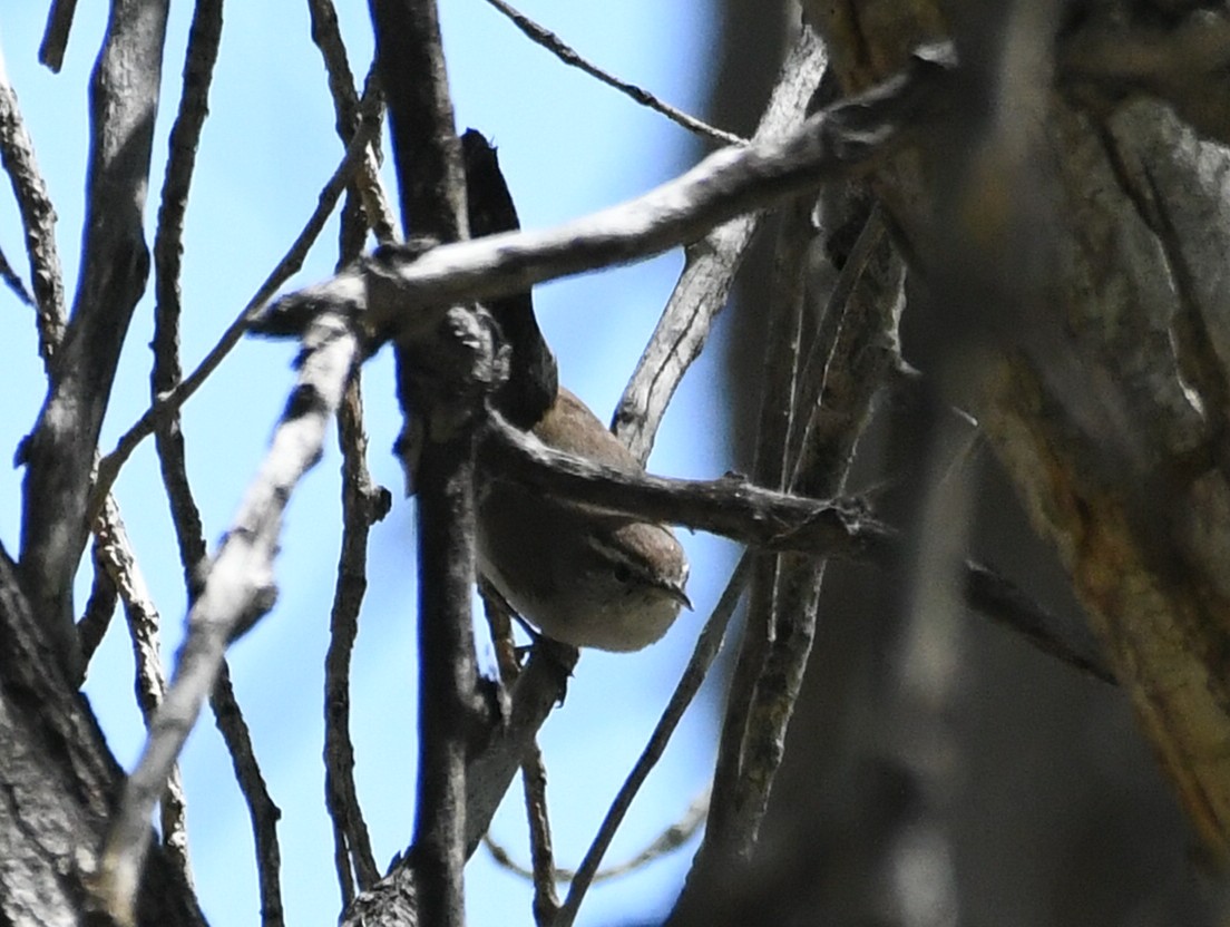 Bewick's Wren - ML635543590