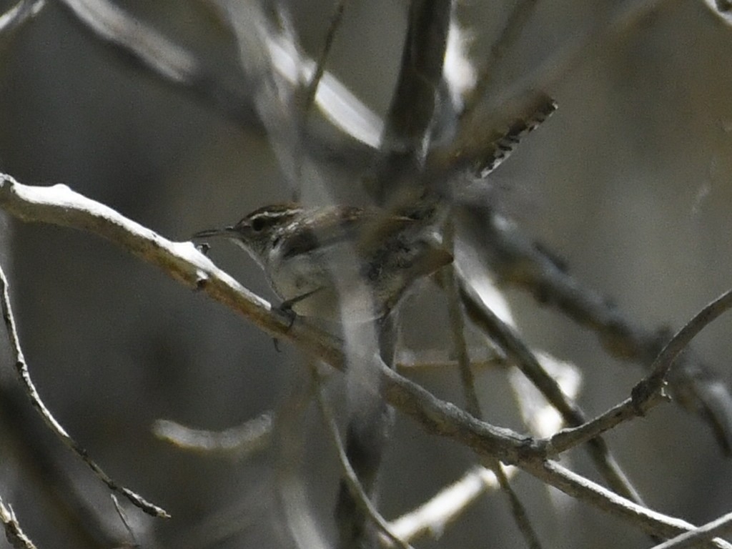 Bewick's Wren - ML635543591