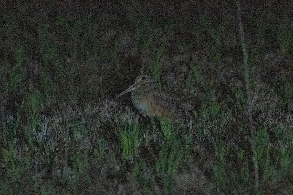 American Woodcock - ML635543624