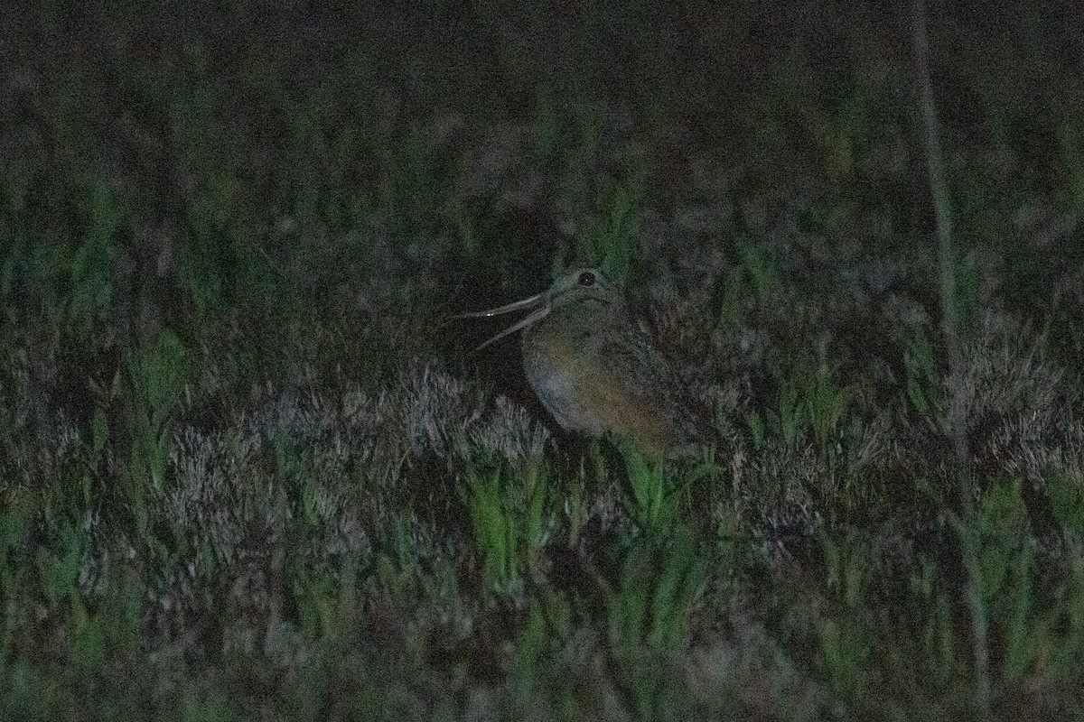 American Woodcock - ML635543625