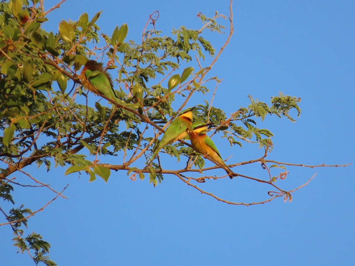 Little Bee-eater - ML635543640