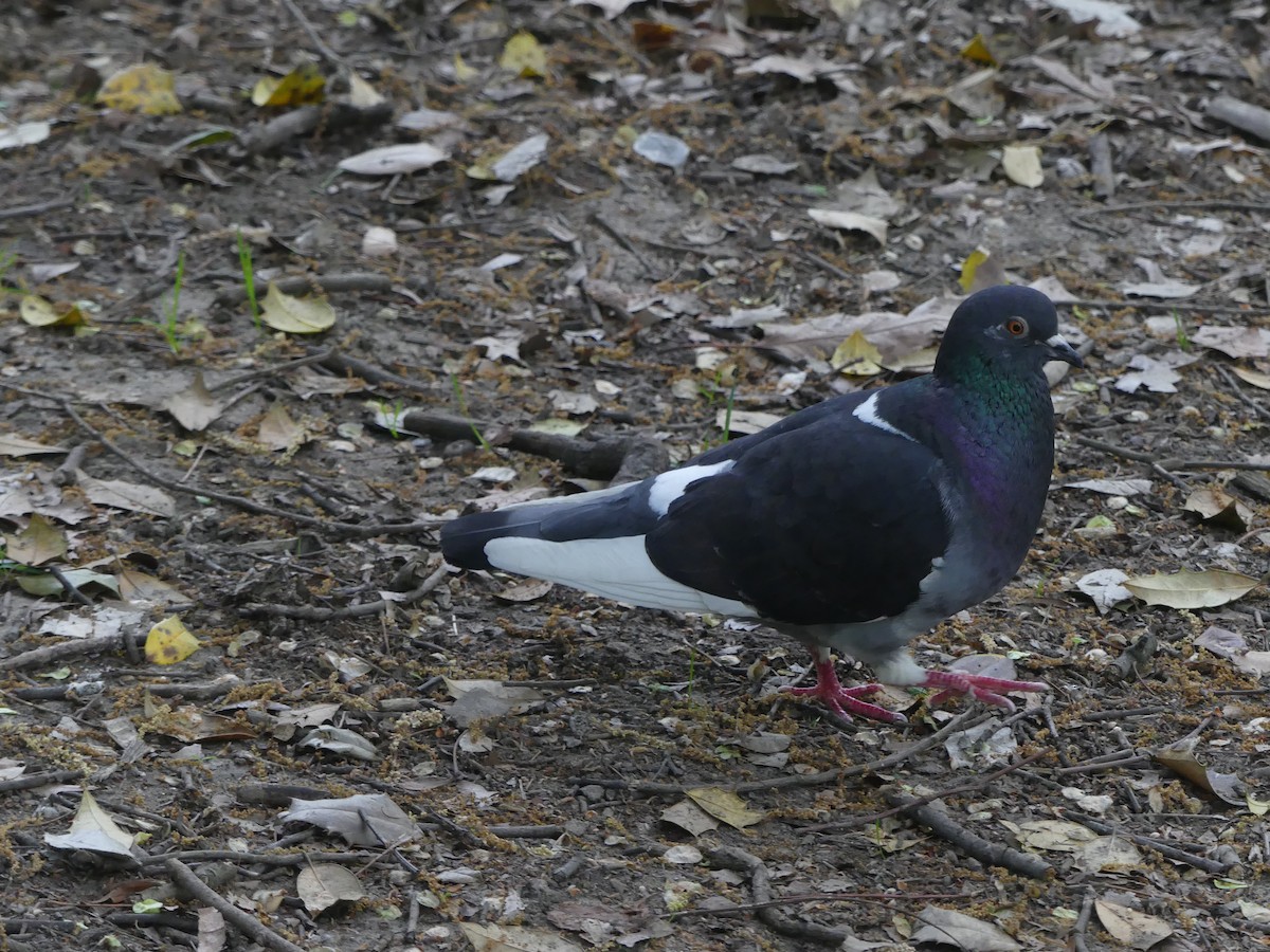 Rock Pigeon (Feral Pigeon) - ML635543730