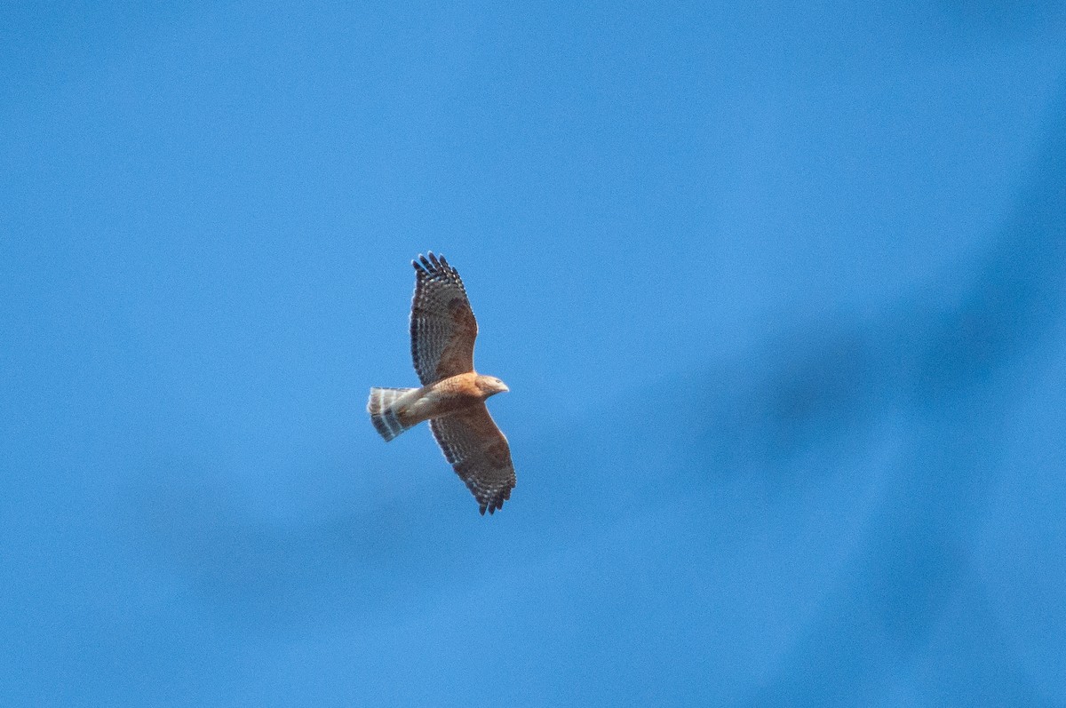 Red-shouldered Hawk - ML635543732