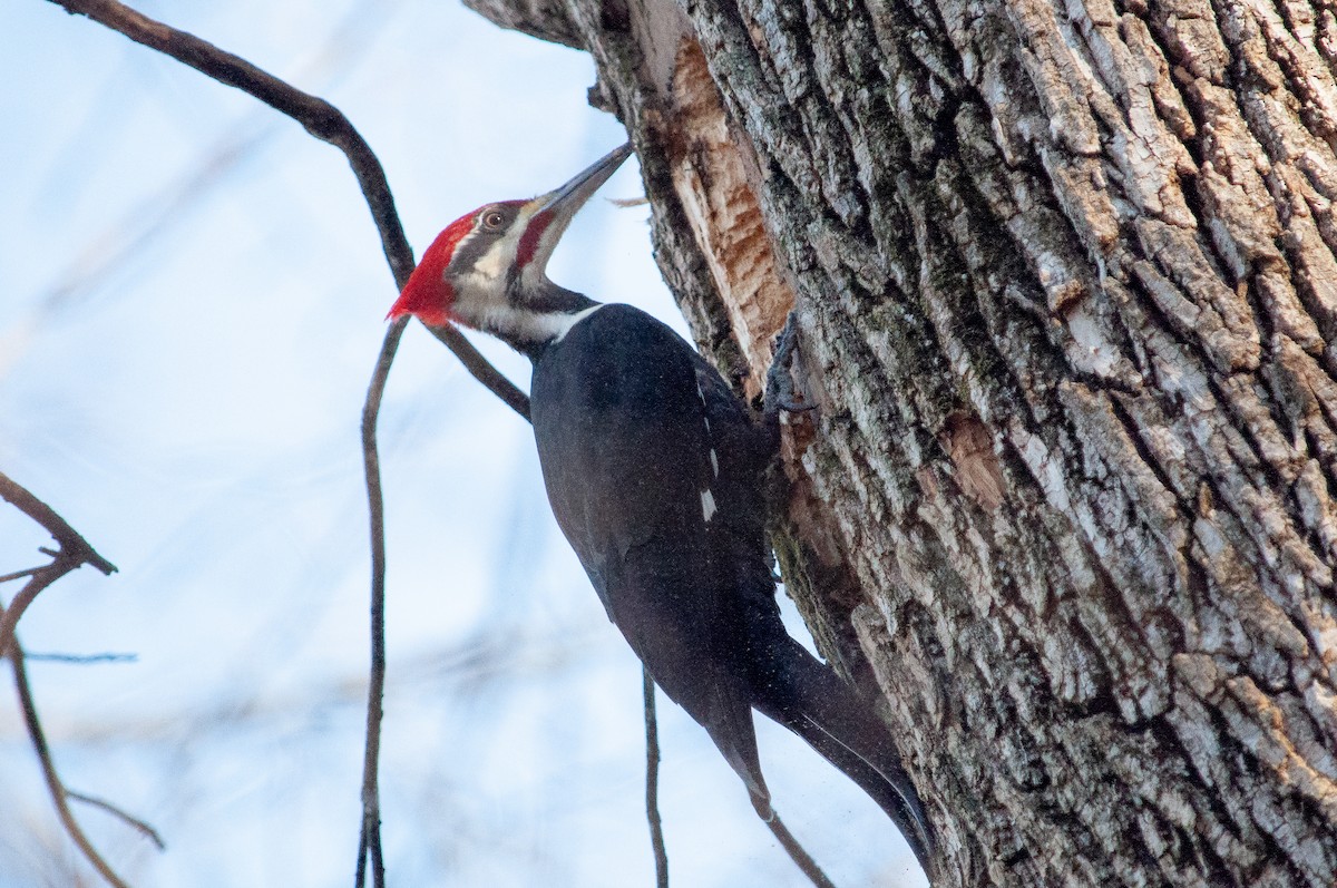 Pileated Woodpecker - ML635543746