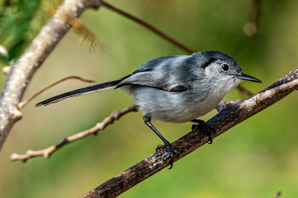Cuban Gnatcatcher - ML635543810