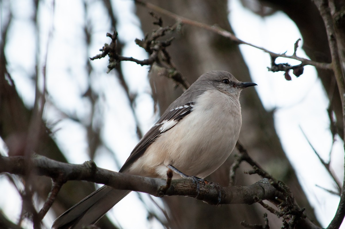 Northern Mockingbird - ML635543813