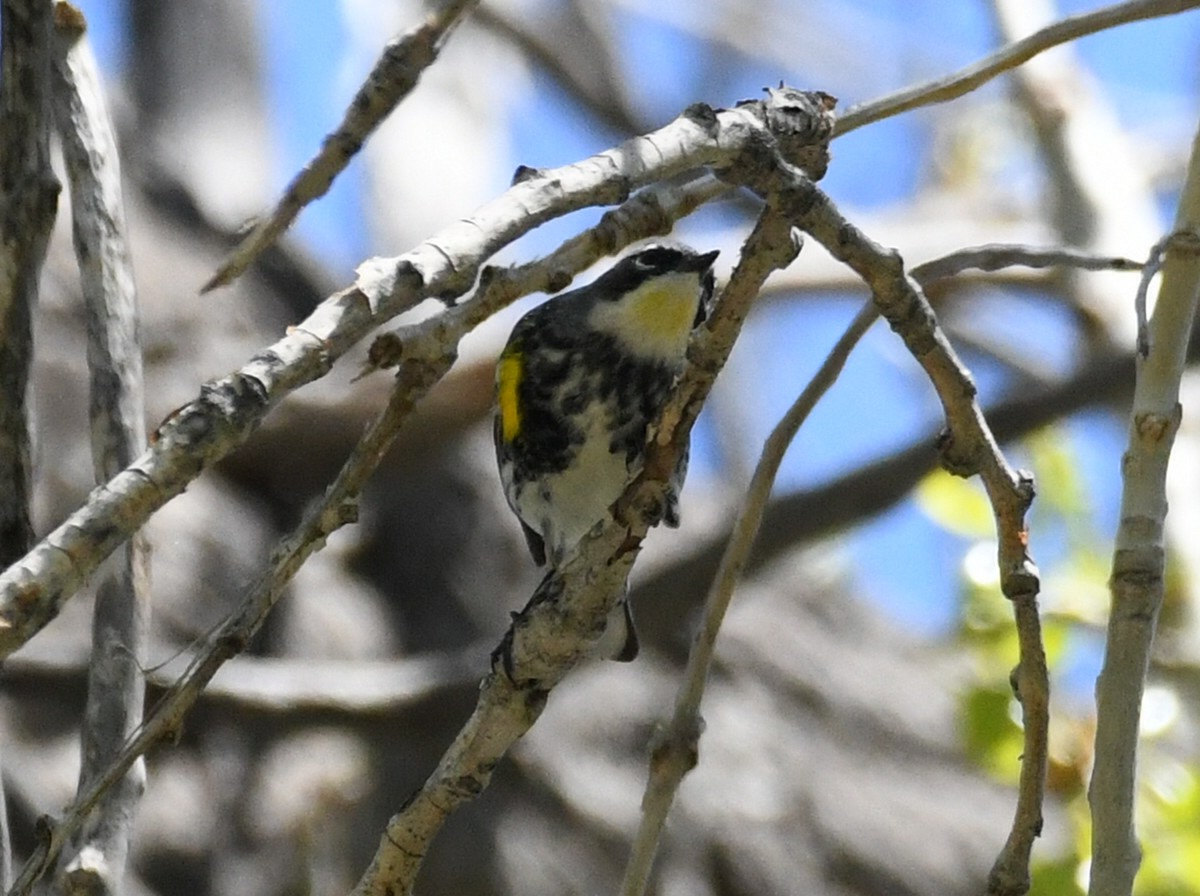 Yellow-rumped Warbler (Audubon's) - ML635543814