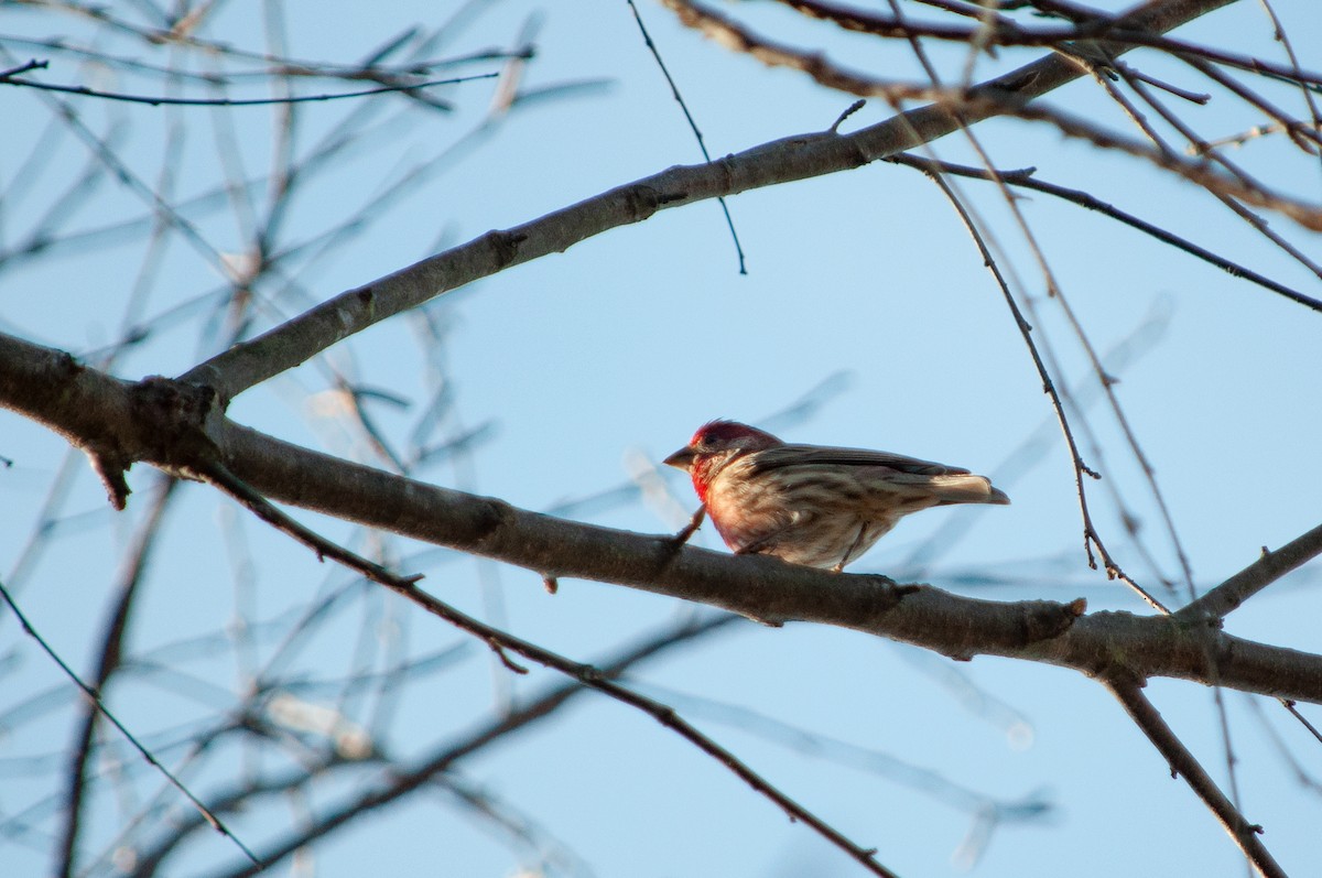 House Finch - ML635543826