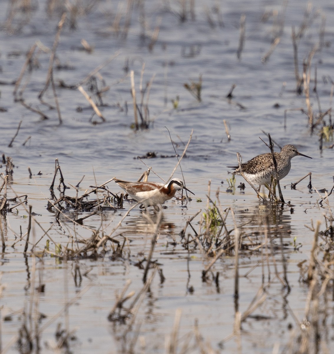 Wilson's Phalarope - ML635543859
