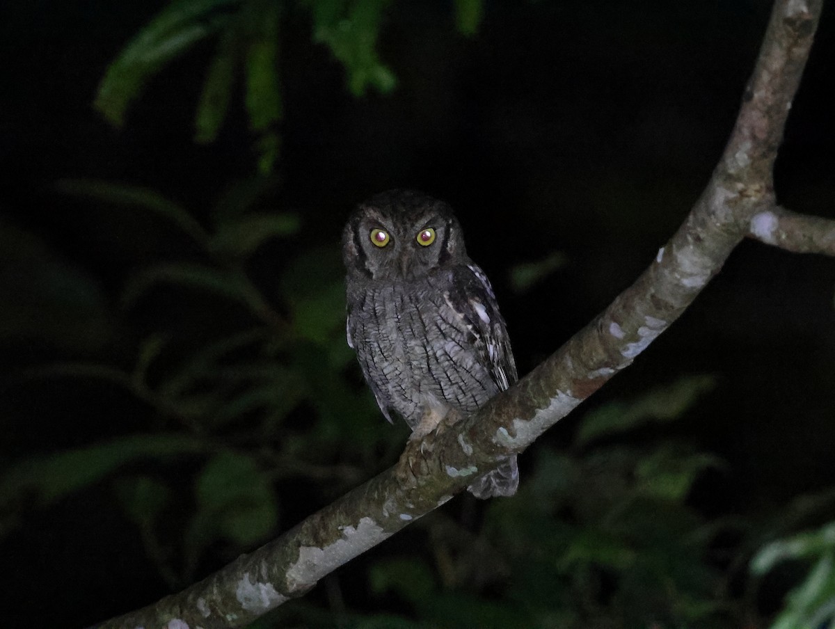 Tropical Screech-Owl - ML635543868