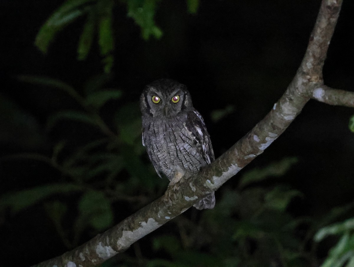 Tropical Screech-Owl - ML635543869