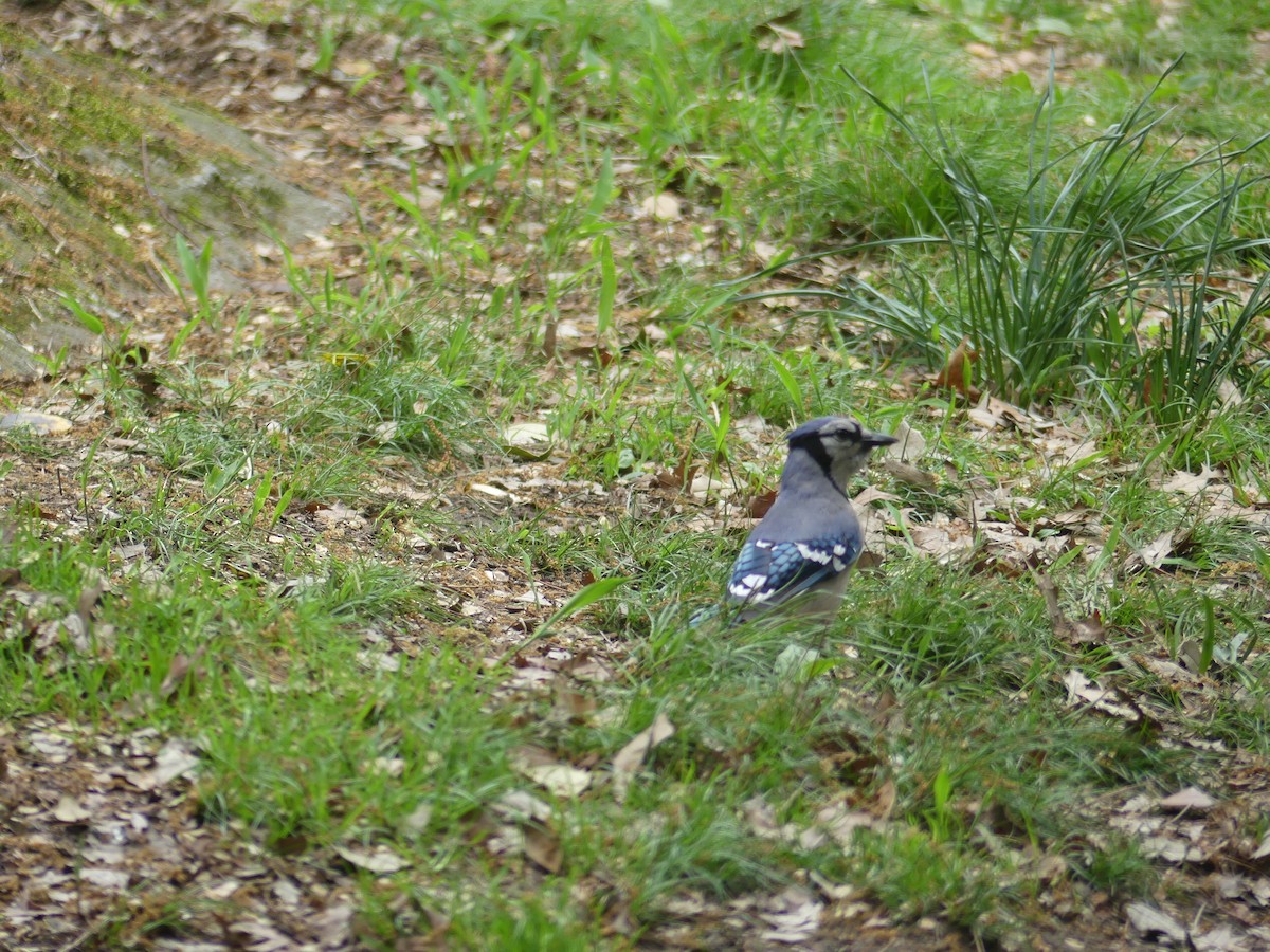 Blue Jay - ML635543889