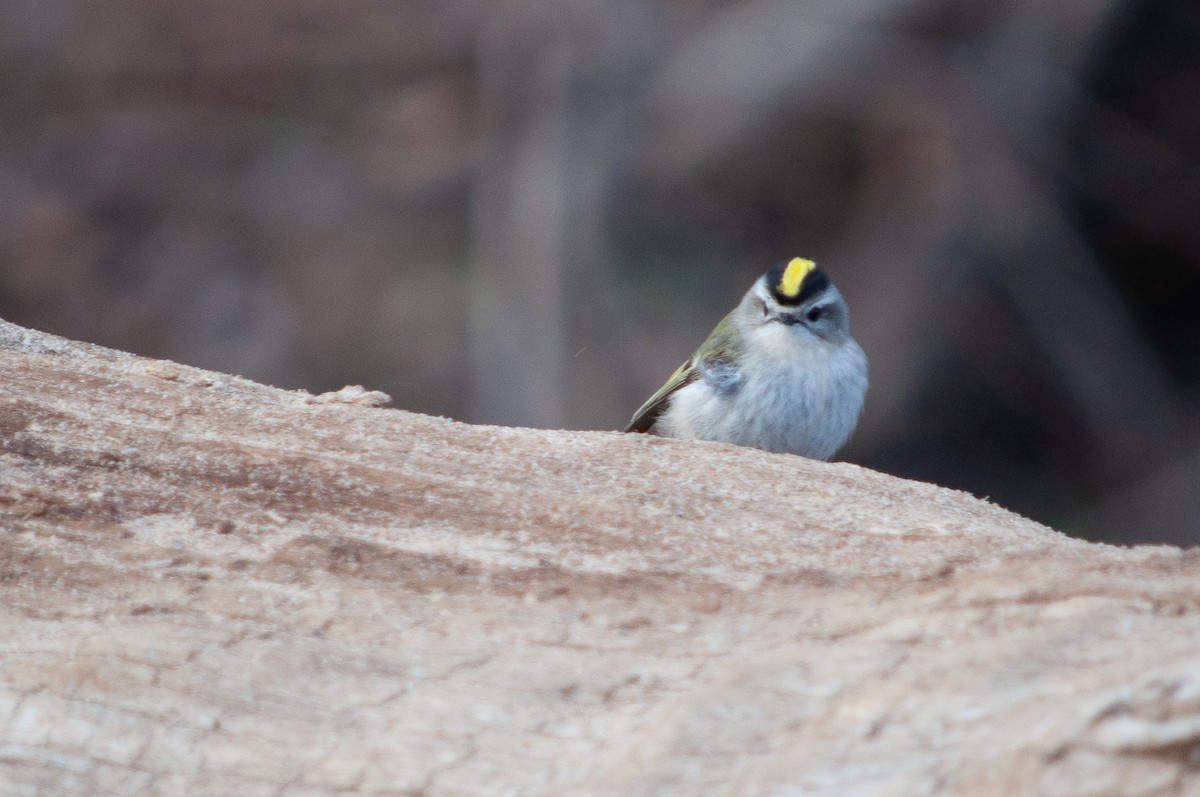 Golden-crowned Kinglet - ML635543914